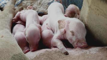 piglets fighting to suckle the sow's teats and get milk