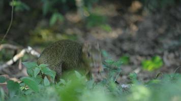 shot van een knaagdier dat een noot eet in het midden van een tropisch bos in 4 k-resolutie