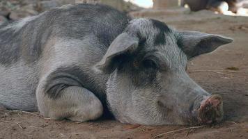 porco branco manchado de preto deitado em uma fazenda
