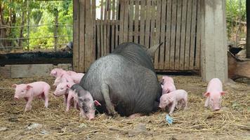 Sow lying down in a farmyard and piglets staying around trying to grasp teats video