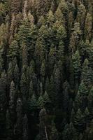 Green pine trees in the woods photo