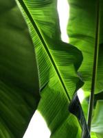 Green banana leaf photo