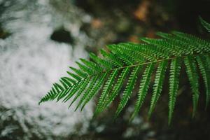 Fern leaf in front of a stream photo