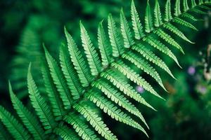 Close-up of a fern photo