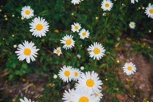 Top view of daisy flowers photo