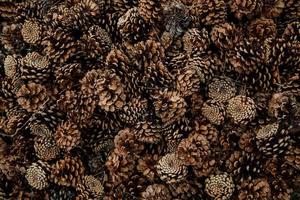 Top view of pine cones photo