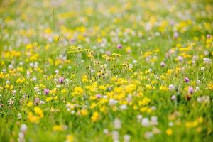 Yellow flower field during the day photo