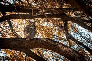 Owl on a tree branch photo