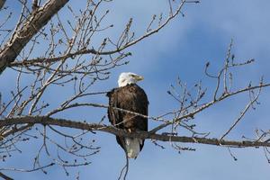 Bald eagle perched on a tree