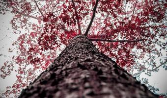 Fotografía de ángulo bajo de árbol marrón y rojo. foto