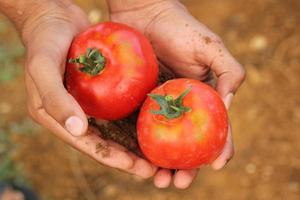 Person holding two ripe tomatoes