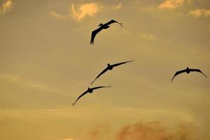 Pelican silhouettes at sunset