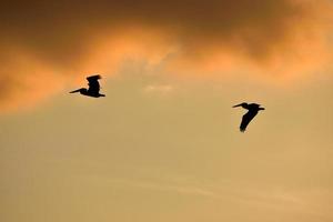 Two pelicans at sunset