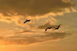 pelícanos al atardecer foto