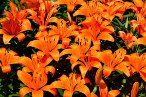 Vibrant orange lilies  photo