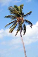 Palm tree in Florida photo