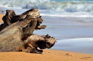 Driftwood en la playa foto