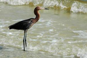 Red egret standing in the water photo