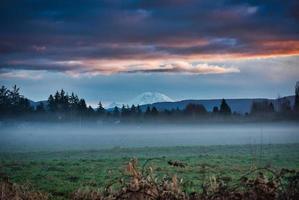 Foggy green grass field photo