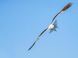 gaviota cocinera en vuelo foto