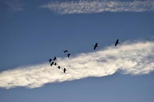 Flying heron silhouettes photo