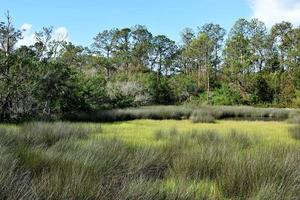 Florida wetland in summer photo