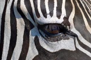 Eye of a zebra photo