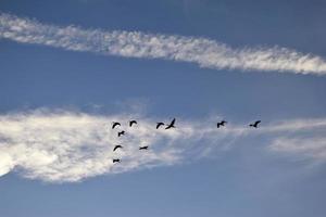 Silhouettes of flying herons photo