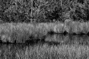 Tropical wetland landscape photo