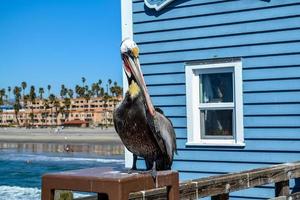 Pelican on a pier photo
