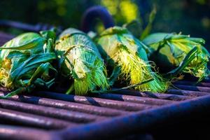 Roasting fresh corn photo