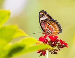 Beautiful butterfly and flowers photo