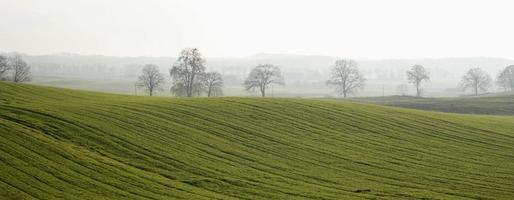 Foggy green hill with trees photo