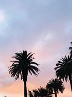 Silhouetted palm trees 