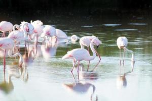 Flamingos feeding in the water photo