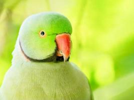 Indian ringneck parakeet photo