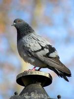 Close-up of a pigeon on a lamp photo