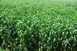 Green corn field photo