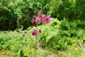 Purple bellflower in a park photo