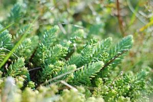 pequeñas plantas de sedum en un día soleado foto