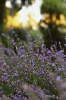 arbusto de lavanda floreciente en la mañana foto