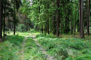 camino por el bosque durante el día. foto