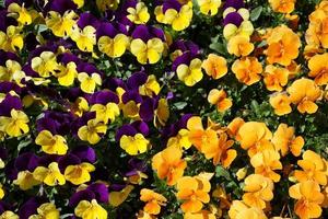 Colorful pansies in the park photo