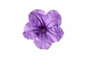 Purple flowers on white background photo