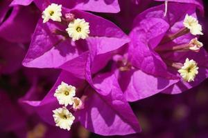 Pink bougainvillea in summer photo