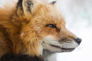 Close up photo of fox
