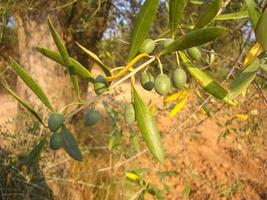 Olive tree in summer photo