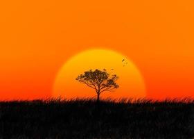 Silhouette of a tree and flying birds against a setting sun photo