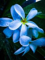 White plumeria flower photo