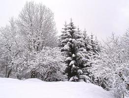 Trees on a hill covered in snow photo